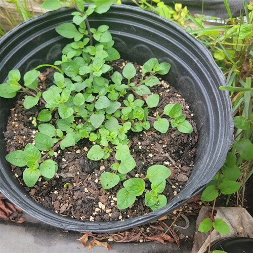 Plants- Oregano – 2-Year-Old Plant in 3 Gallon Pot