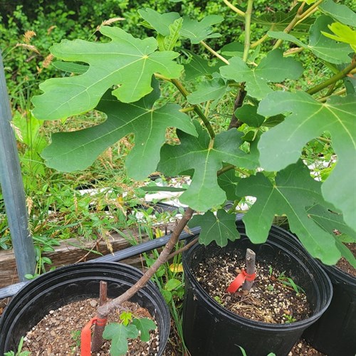 Fig Tree- Black Beauty #10