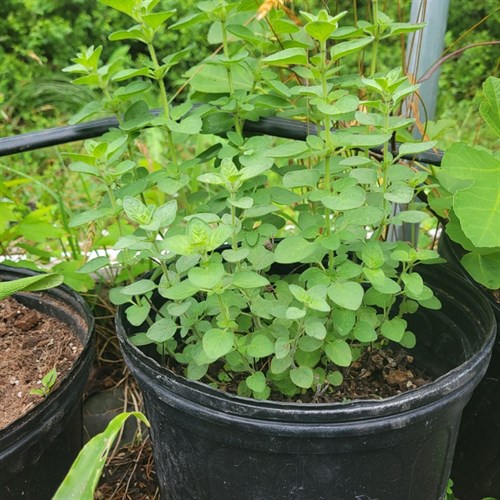 Plants- Zaatar – 3 Gallon Pot