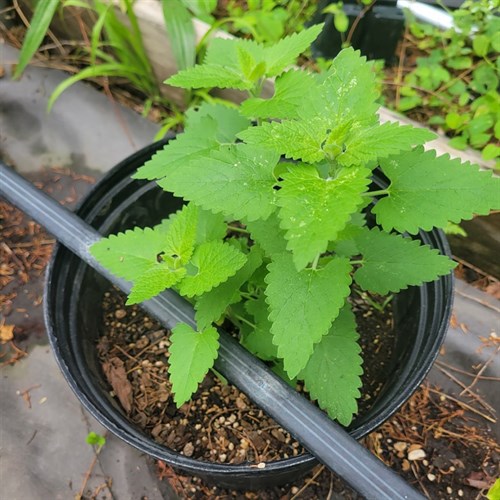 Plants- Catnip – 3 Gallon Pot