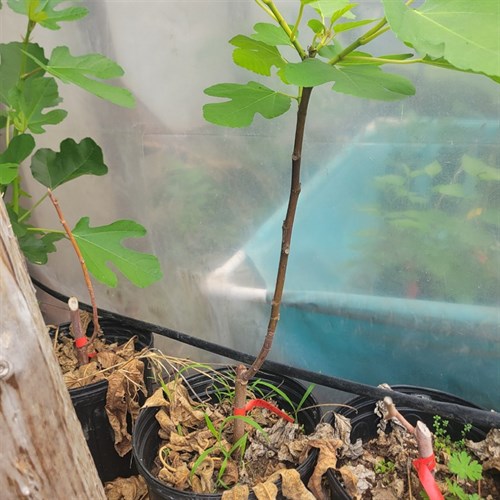 Martin Rimada Fig Tree – 2-Year-Old (3-Gallon Pot)