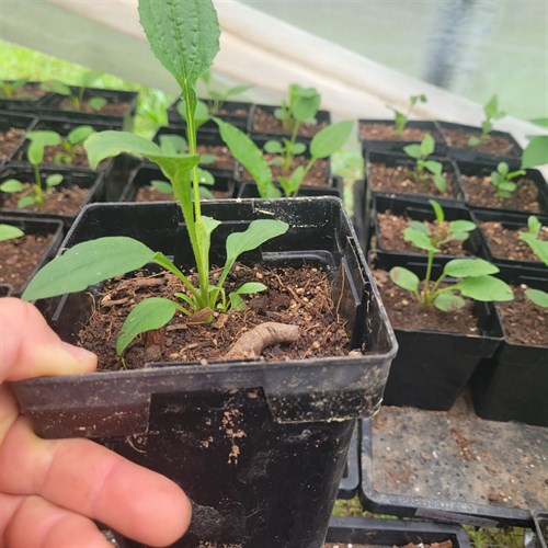 Plants- Paradiso Echinacea – 5" Pot