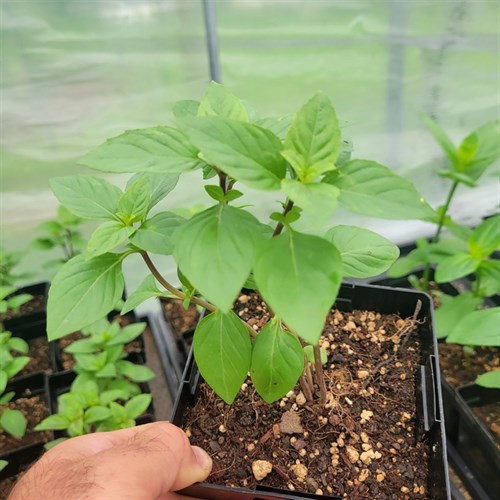 Plants- Everleaf Thai- 5" pot
