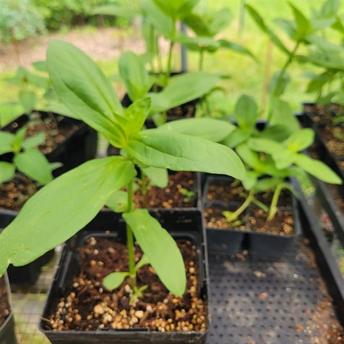 Plants- Zinnia- Aurora- 5" pot