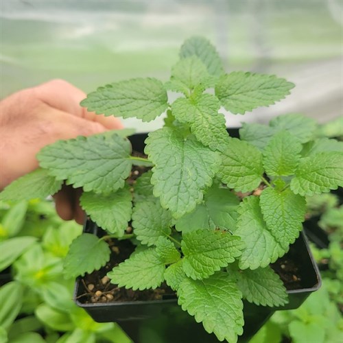 Plants- Perennials- Lemon Balm- 5" pot