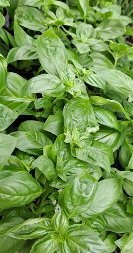 Herb, Basil 'Dolce Fresca'