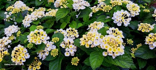 Plant, Lantana 'Gold Zinger'