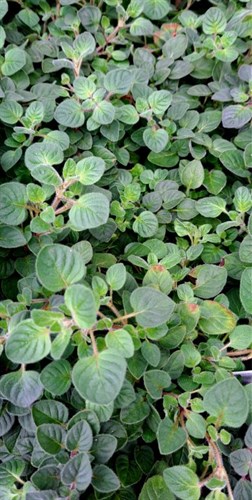 Plant, Oregano