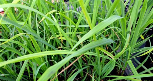 Plant, Lemon Grass