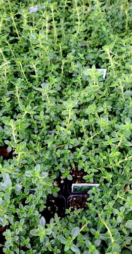 Plant, herb lemon thyme