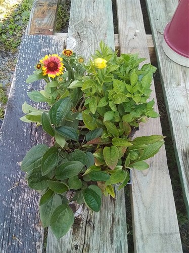 Plant perennial pollinator
