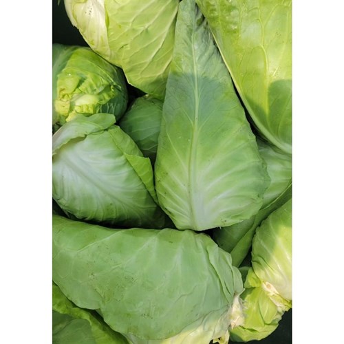 Bibb Forest Farm- Cabbage Bulk