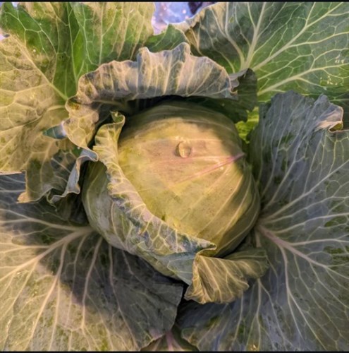 Green Cabbage