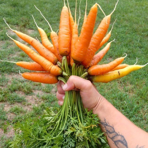 Carrots