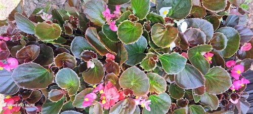Plant, wax begonia