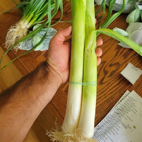 Leeks – 2 to 3 per Bunch