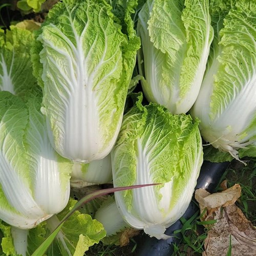 Greens- Chinese Cabbage
