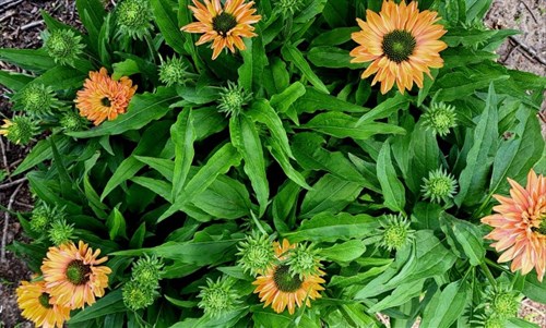 Plant, Echinacea 'Pumpkin Pie'