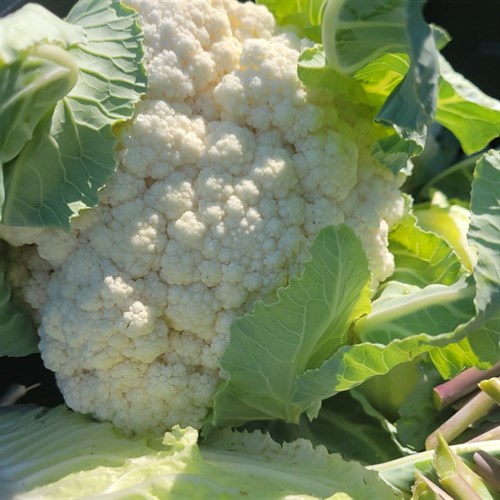 Cauliflower- White- Tessaury