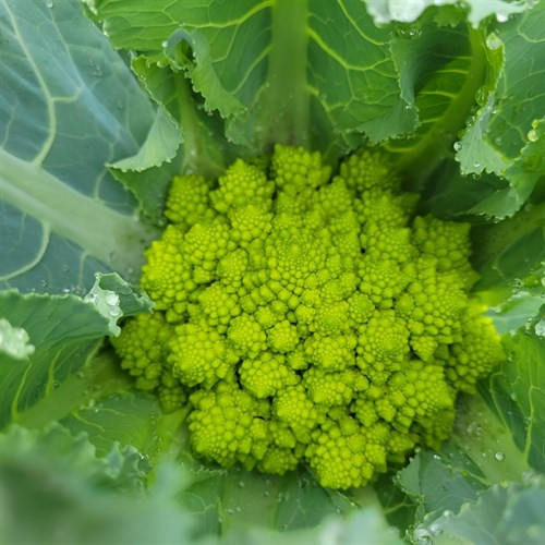 Cauliflower –Green Puntoverde Variety