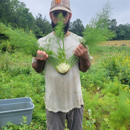Fennel