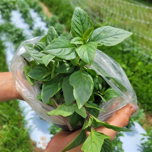 Herbs- Everleaf Thai Basil- Bunch in Bag