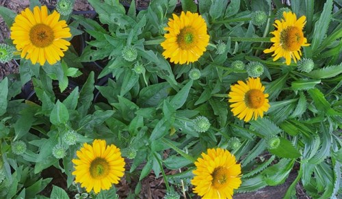 Plant, Echinacea 'Golden Sun'