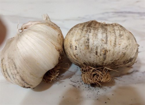 Garlic Bulbs