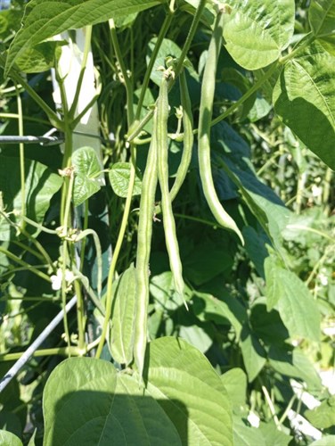 Pole snap beans