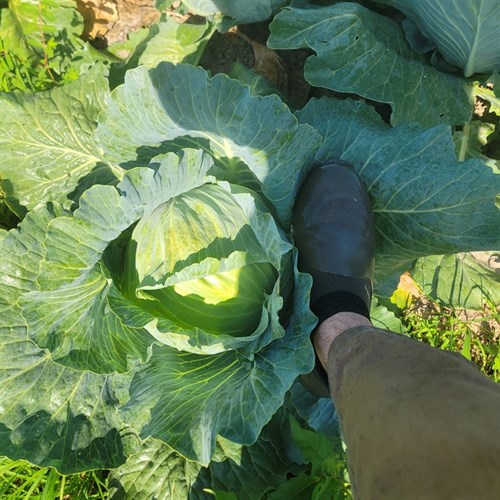 Cabbage- Typhoon