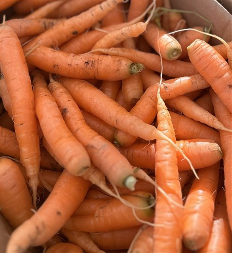 Carrots