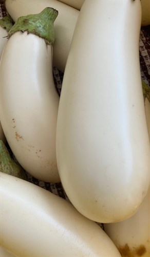 White Eggplant