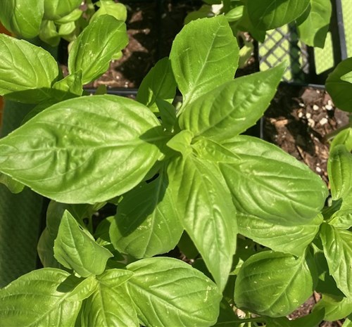 Basil Plant