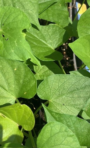 Sweet Potato Plant