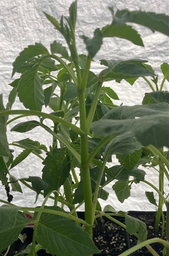 Dahlia Plant