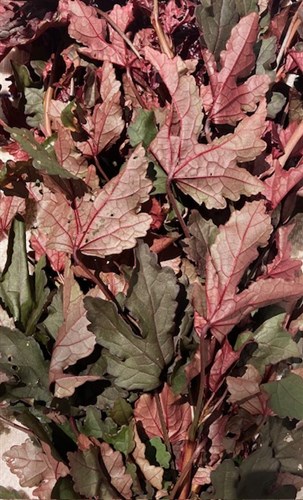Cranberry Hibiscus Greens