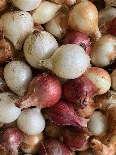 Onion Mix