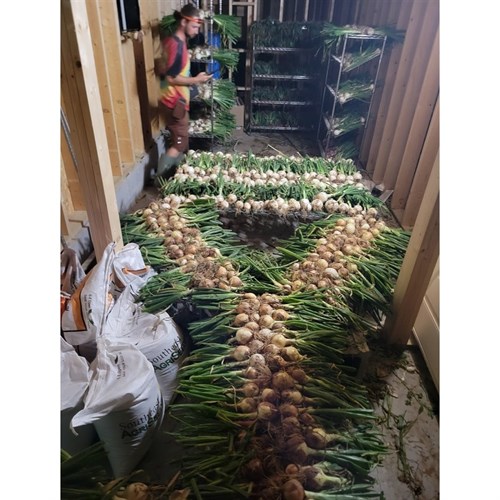 Onion- 'Candy'- Yellow 2.5 LB