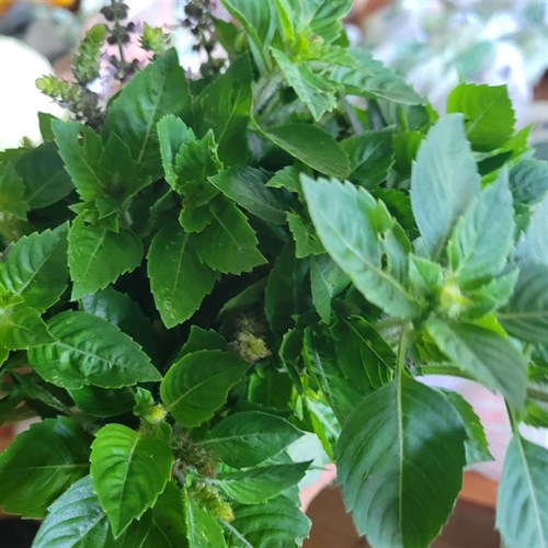 Herbs- Tulsi