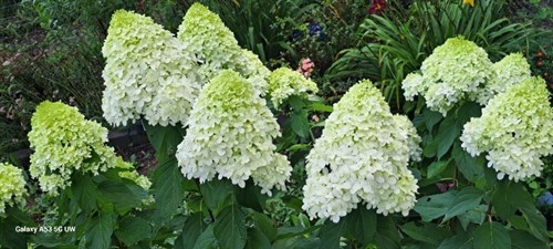 Flower bouquet "limelight hydrangea'
