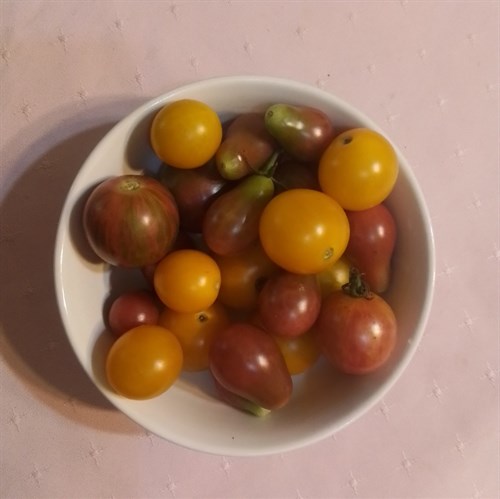 Tomato, Cherry