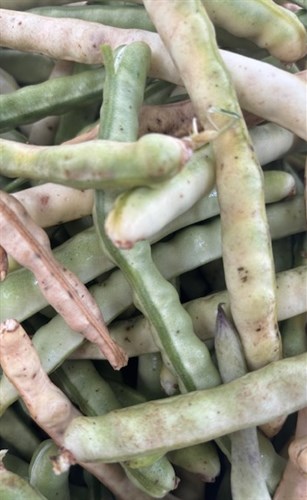 Zipper Cream Peas