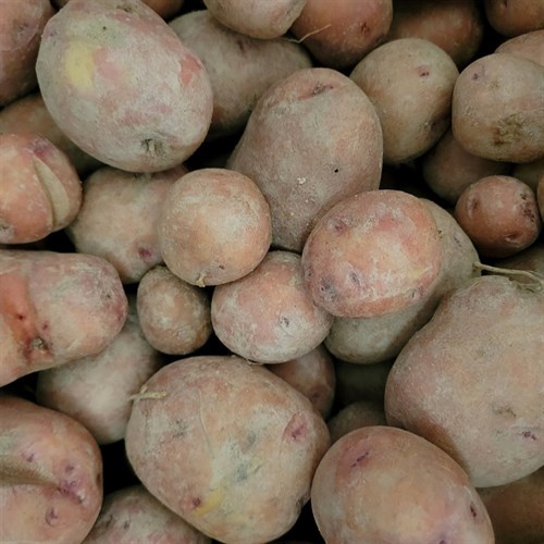 Potato- Red Gold 1.5 LB