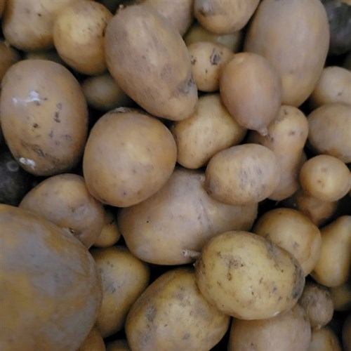 Potatoes- Baby Jule