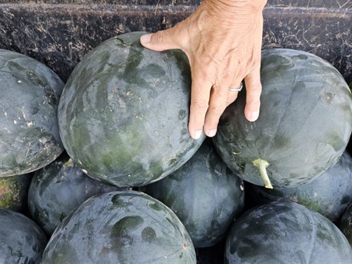 Watermelon