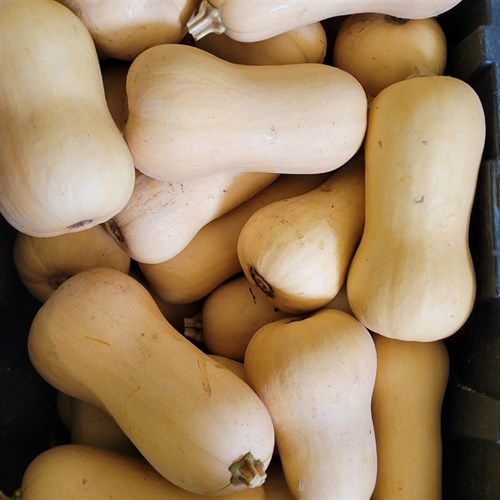 Squash- Butternut "Block Party"- 2 LB
