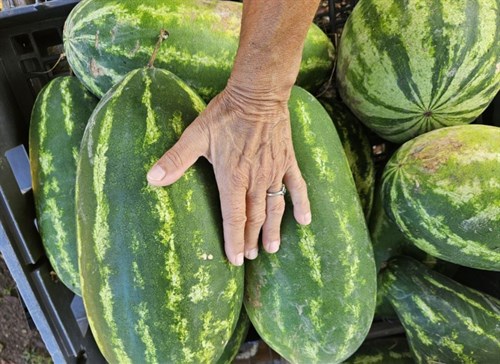Watermelon