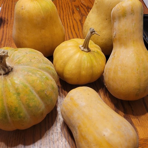 Squash- My Pumpkin 3 LB