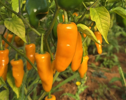Peppers, HOT Datil