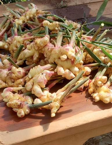 Ginger, Fresh